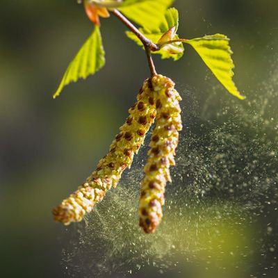 АСИТ: как научить иммунную систему правильно реагировать на пыльцу и избавиться от аллергии