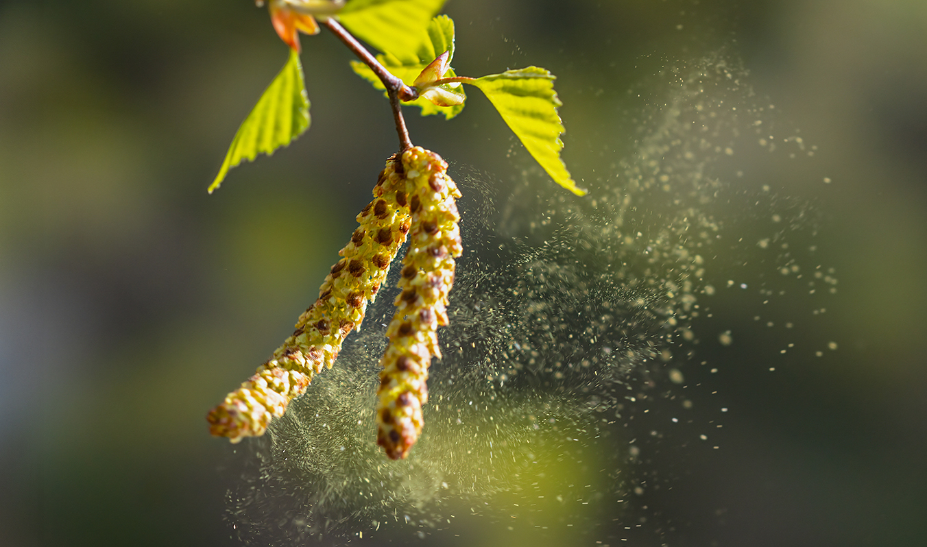 АСИТ: как научить иммунную систему правильно реагировать на пыльцу и избавиться от аллергии
